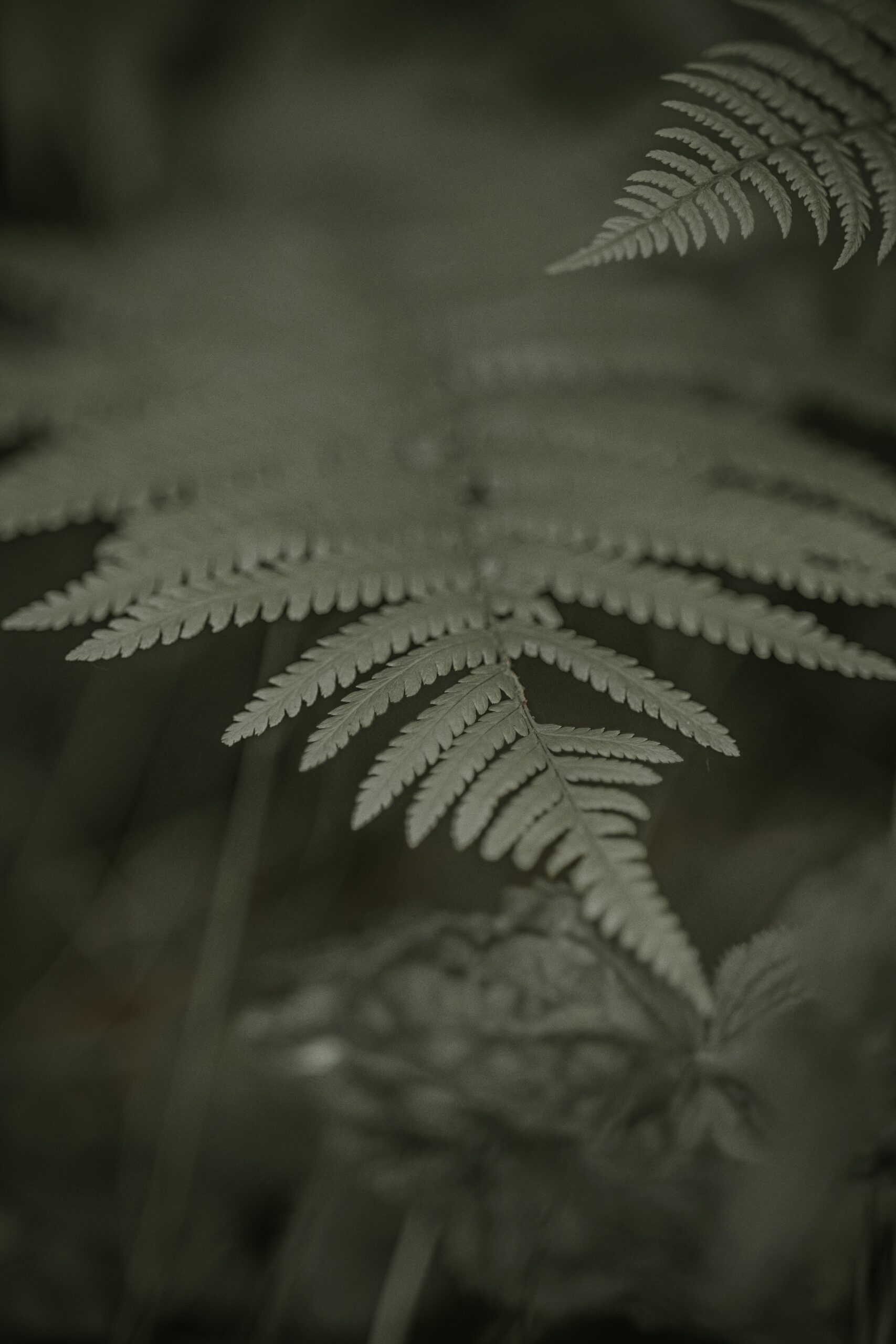 Cannabis Use Disorder
